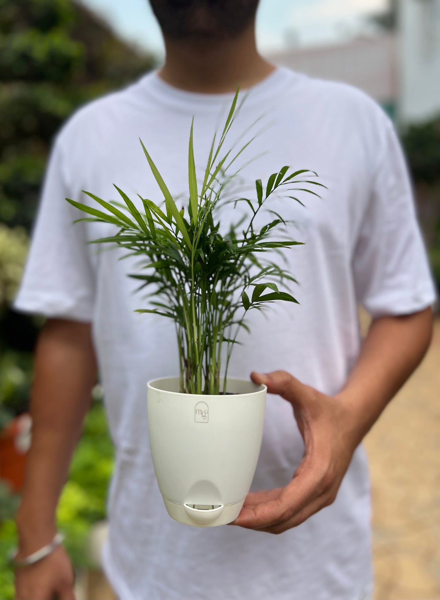 Parlor palm