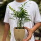 Parlor palm