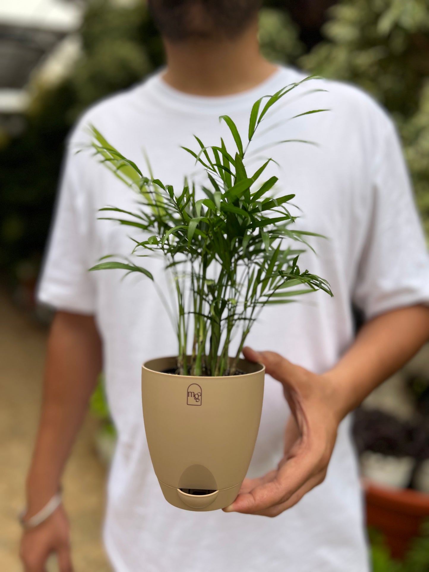 Parlor palm