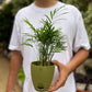 Parlor palm