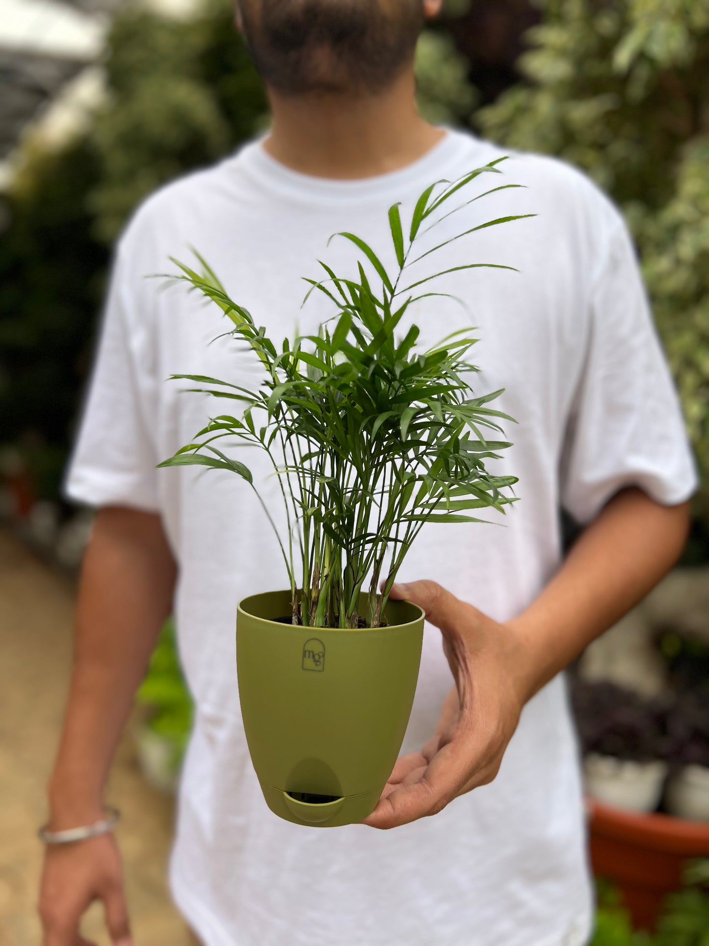 Parlor palm