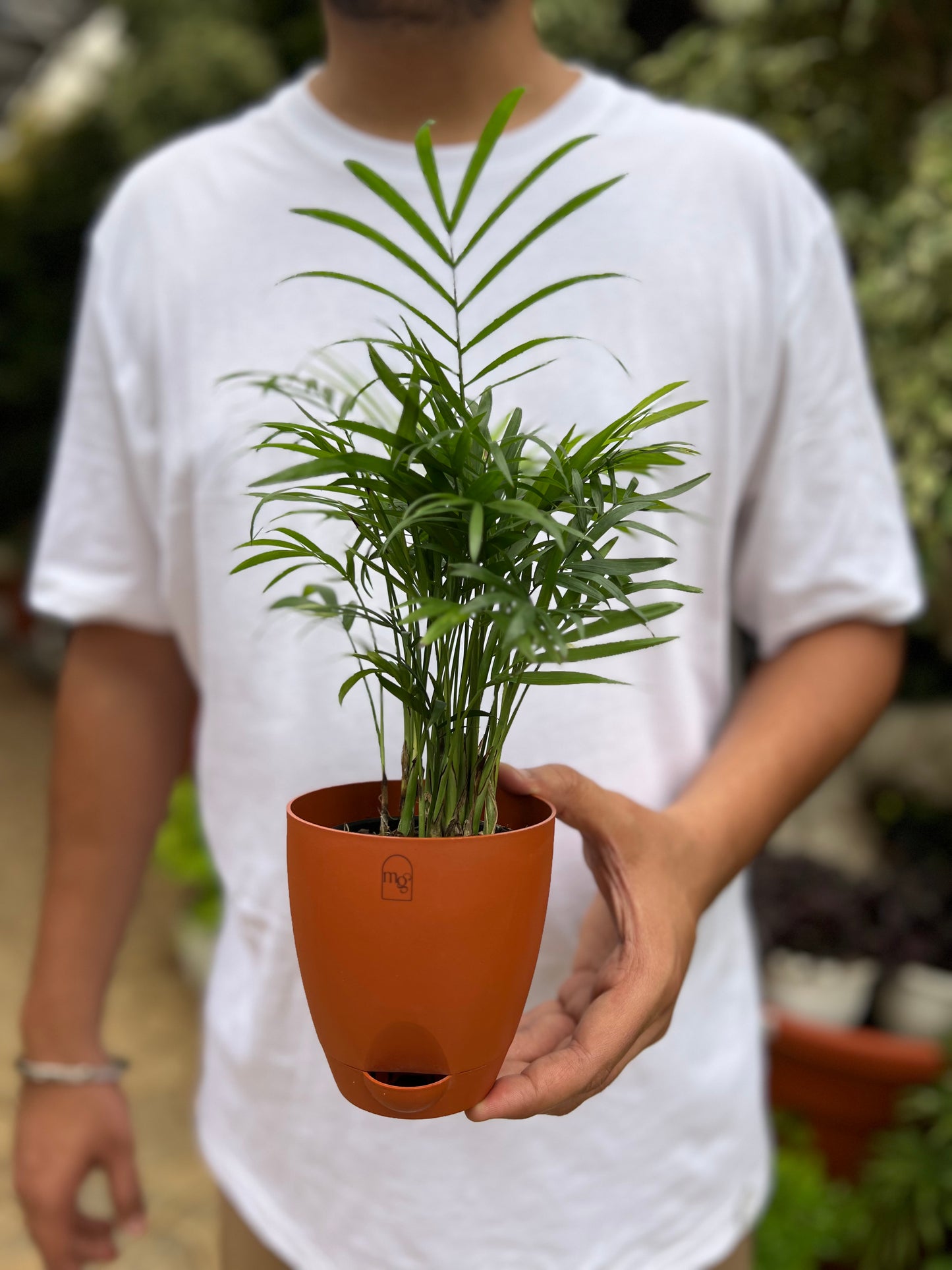 Parlor palm