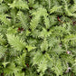 Fern Palm