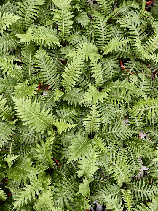 Fern Palm