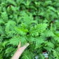 Fern Palm