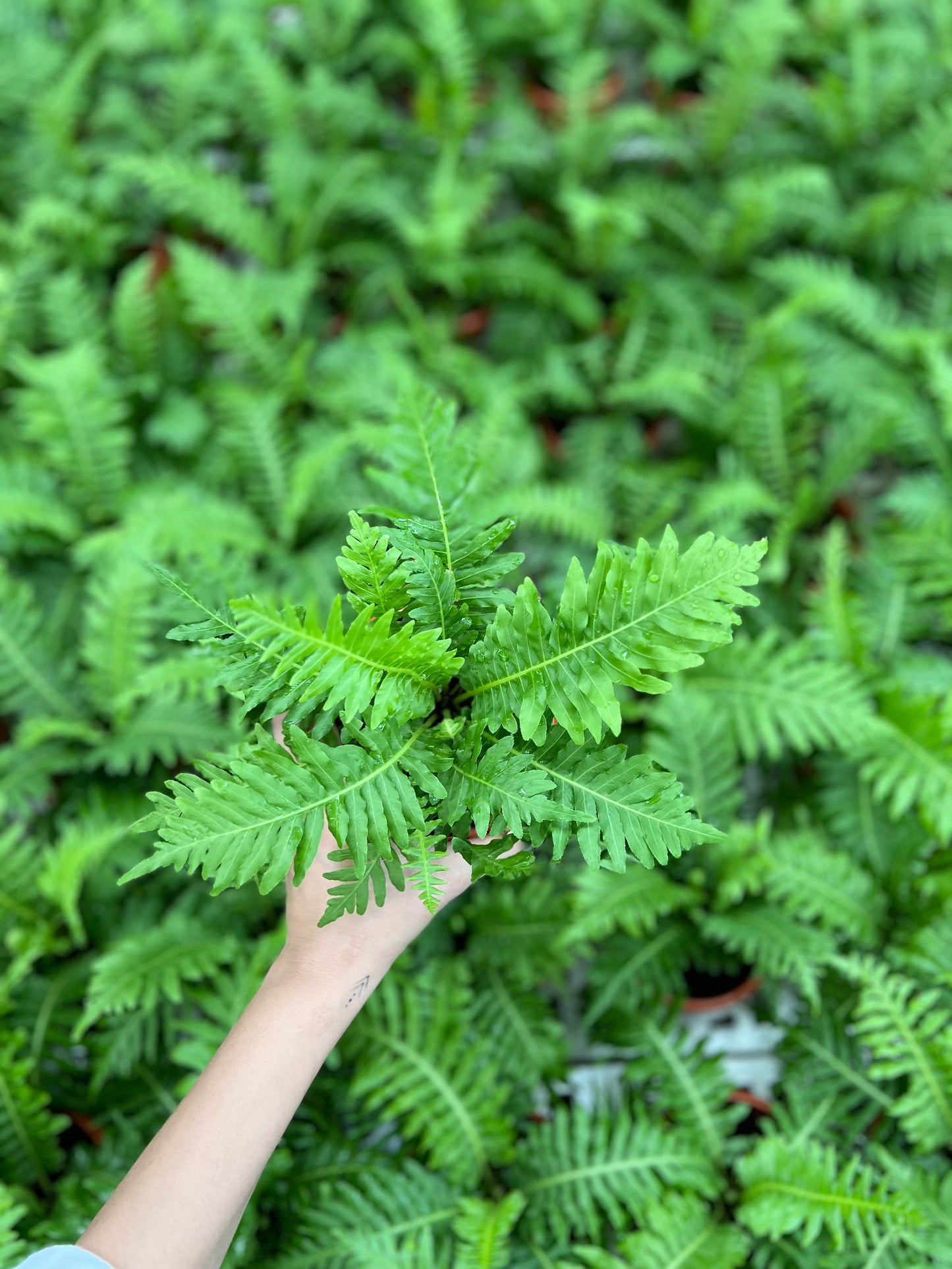 Fern Palm