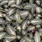 Caladium lindenii