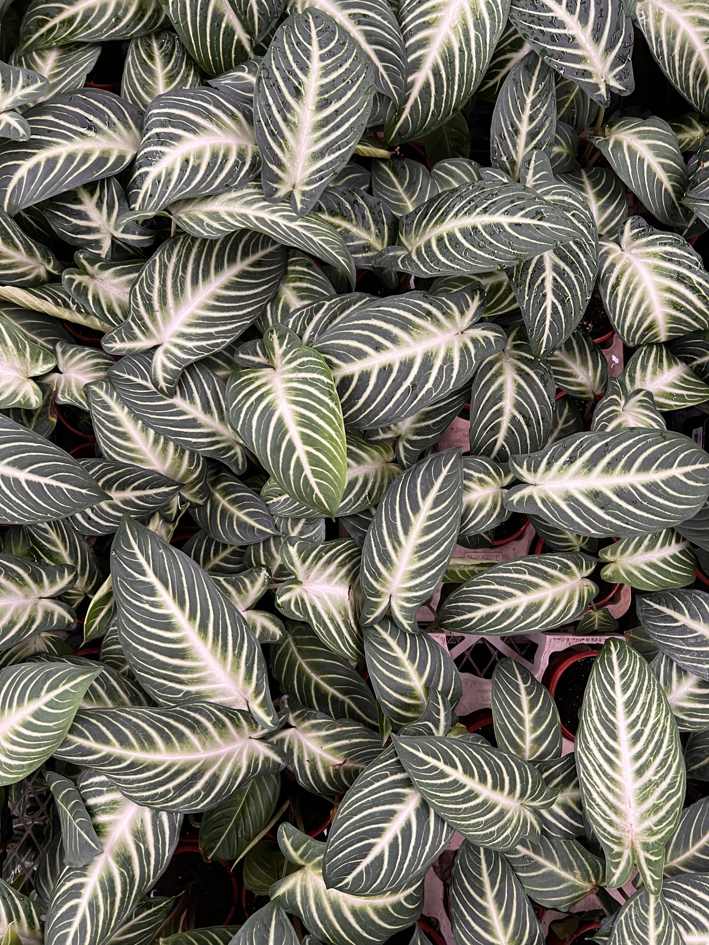 Caladium lindenii