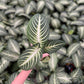 Caladium lindenii