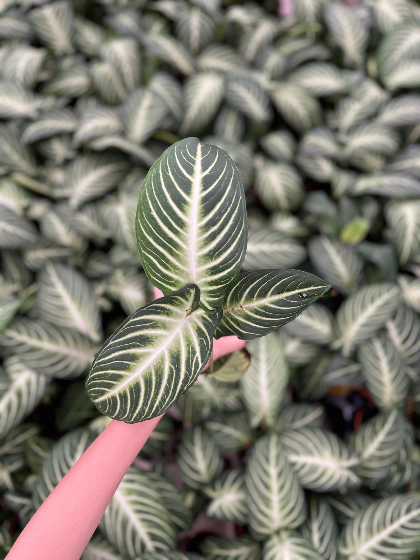 Caladium lindenii