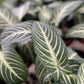 Caladium lindenii