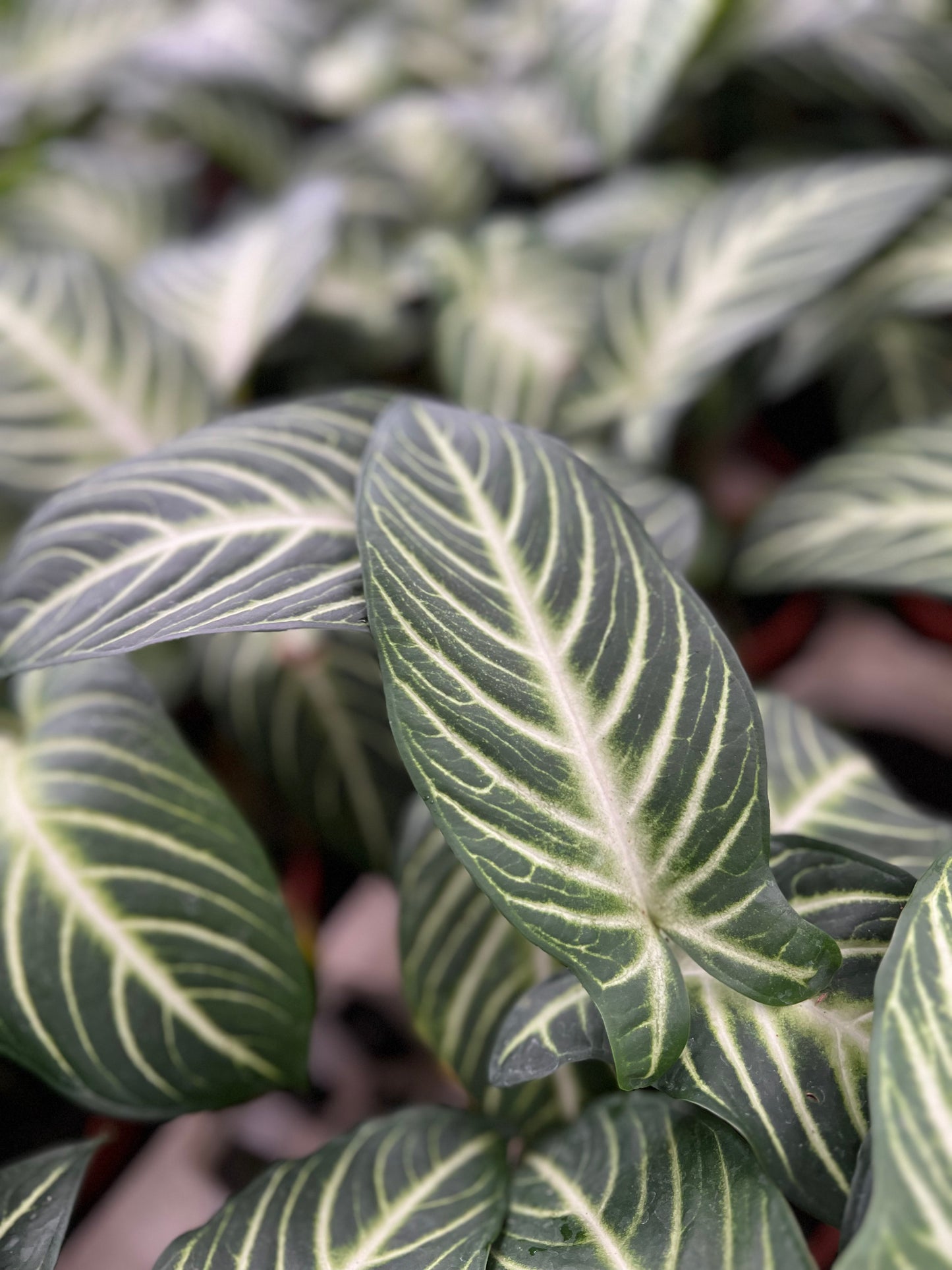 Caladium lindenii