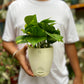 Money Plant Golden pothos
