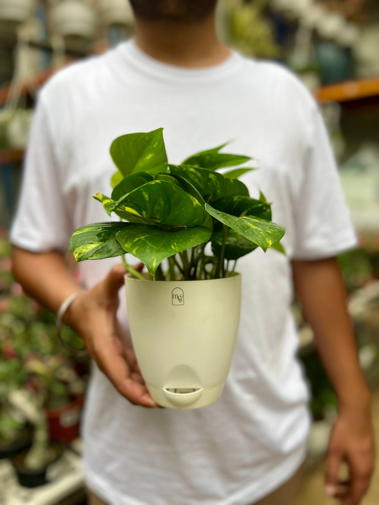 Money Plant Golden pothos