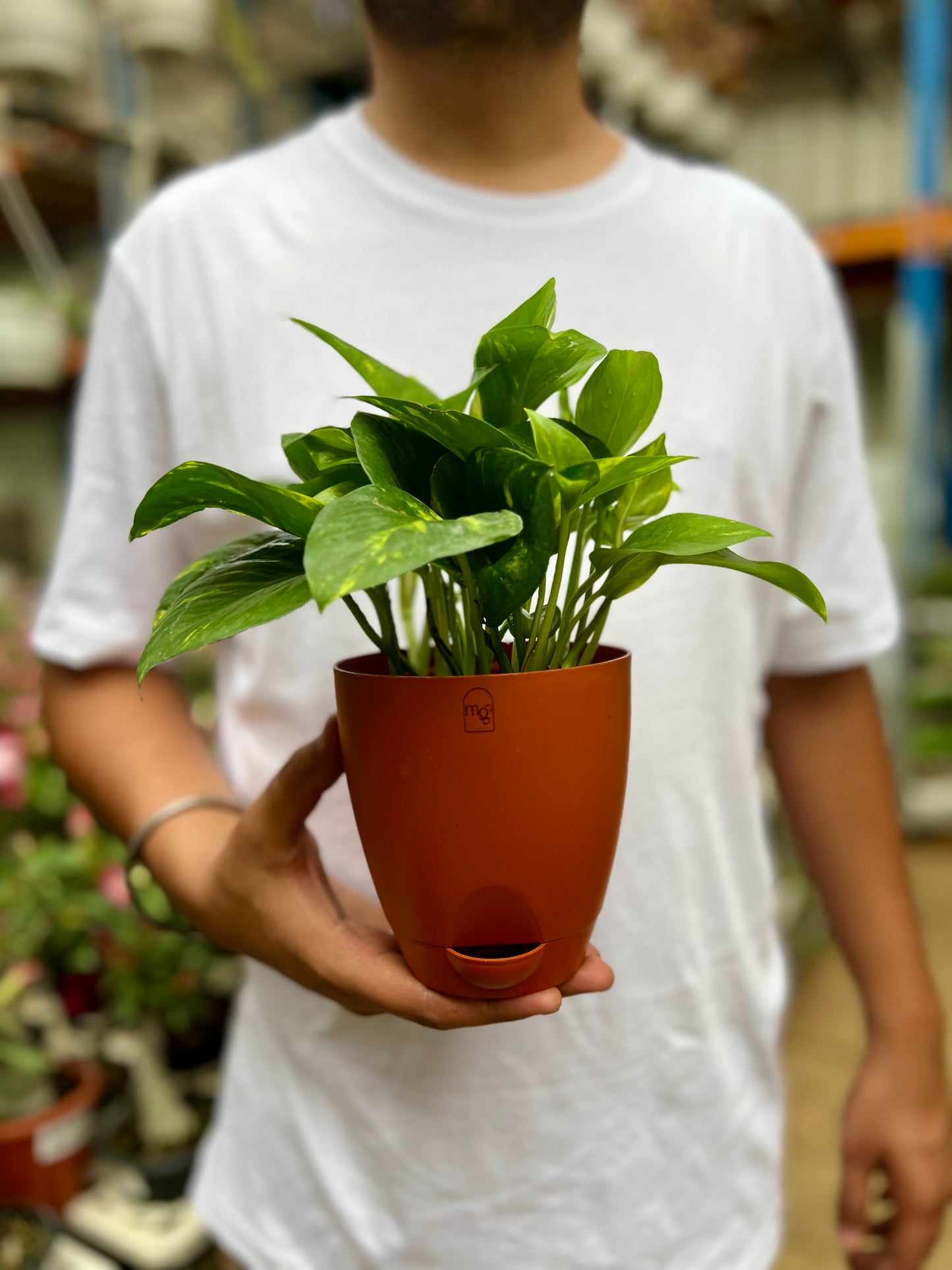 Money Plant Golden pothos