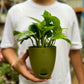 Money Plant Golden pothos