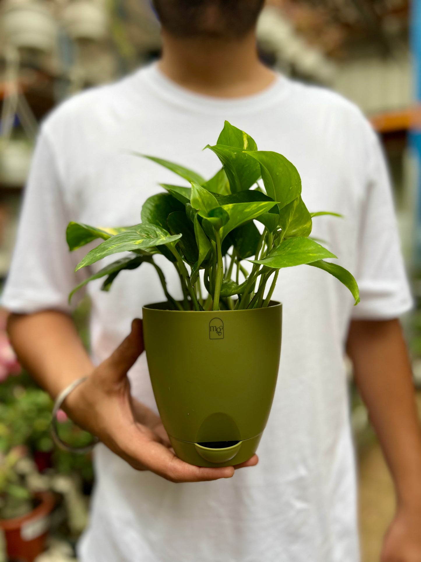 Money Plant Golden pothos