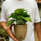 Money Plant Golden pothos