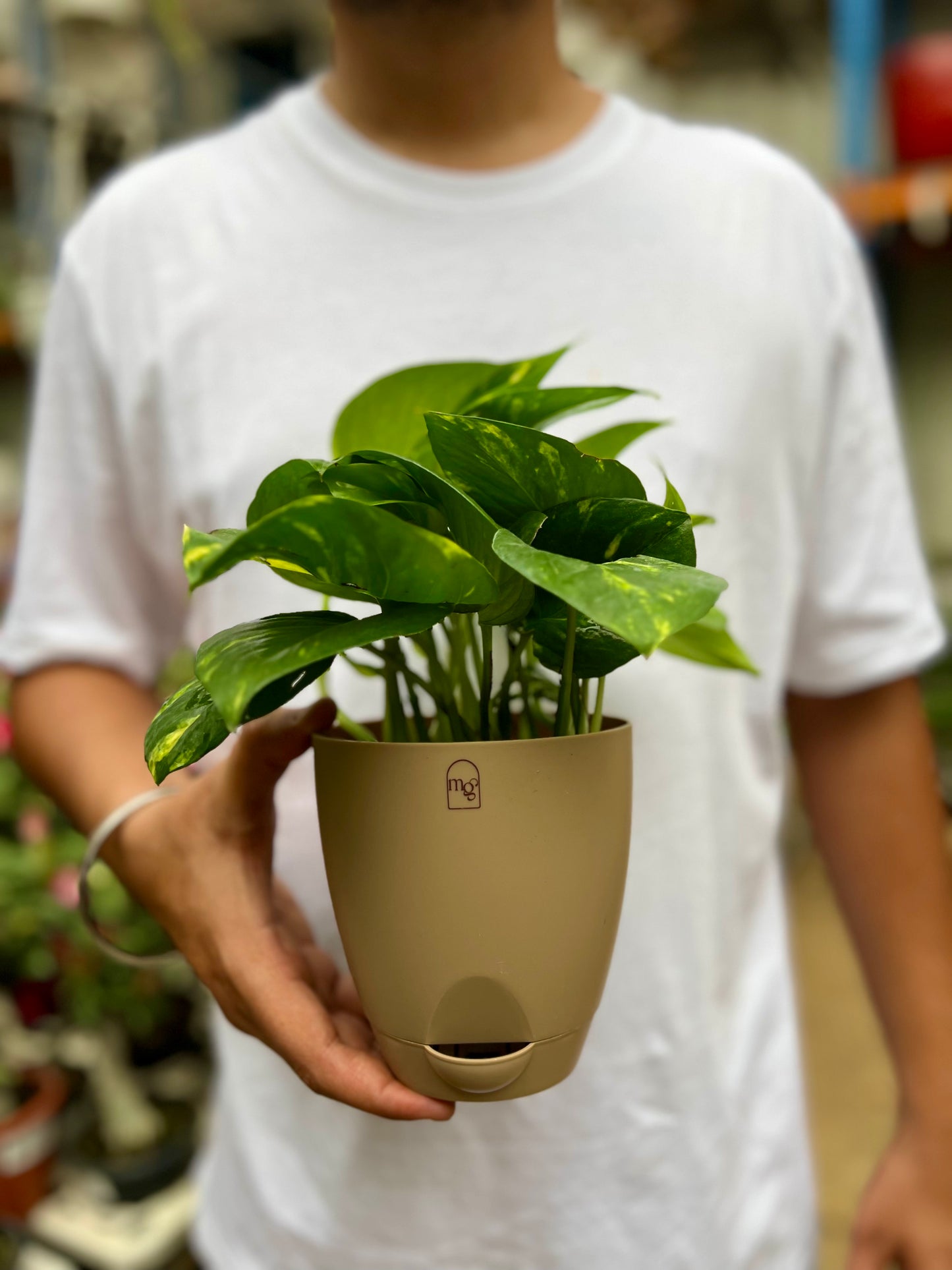 Money Plant Golden pothos