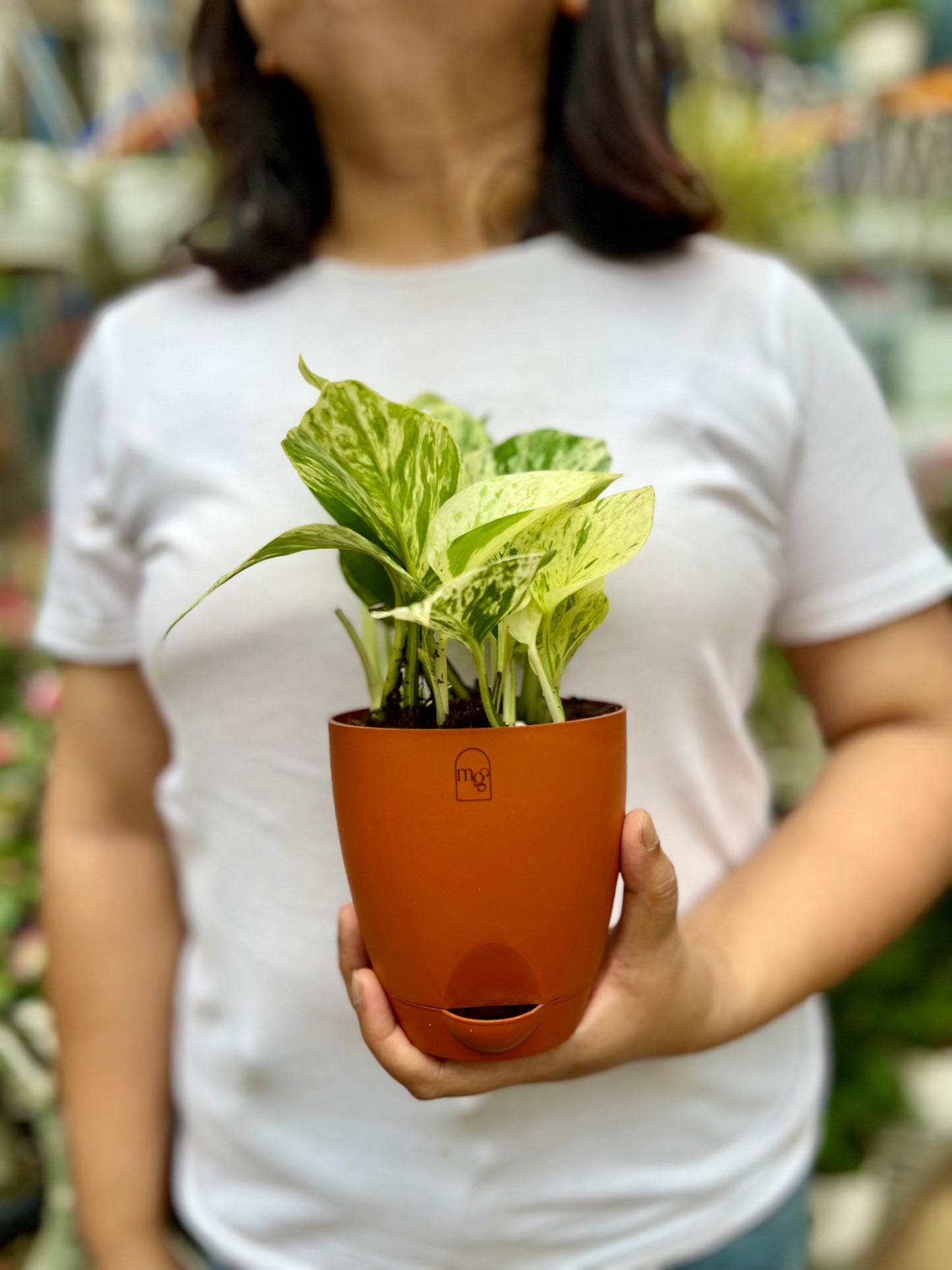 Marble Queen Pothos