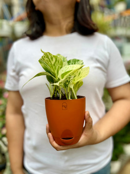 Marble Queen Pothos