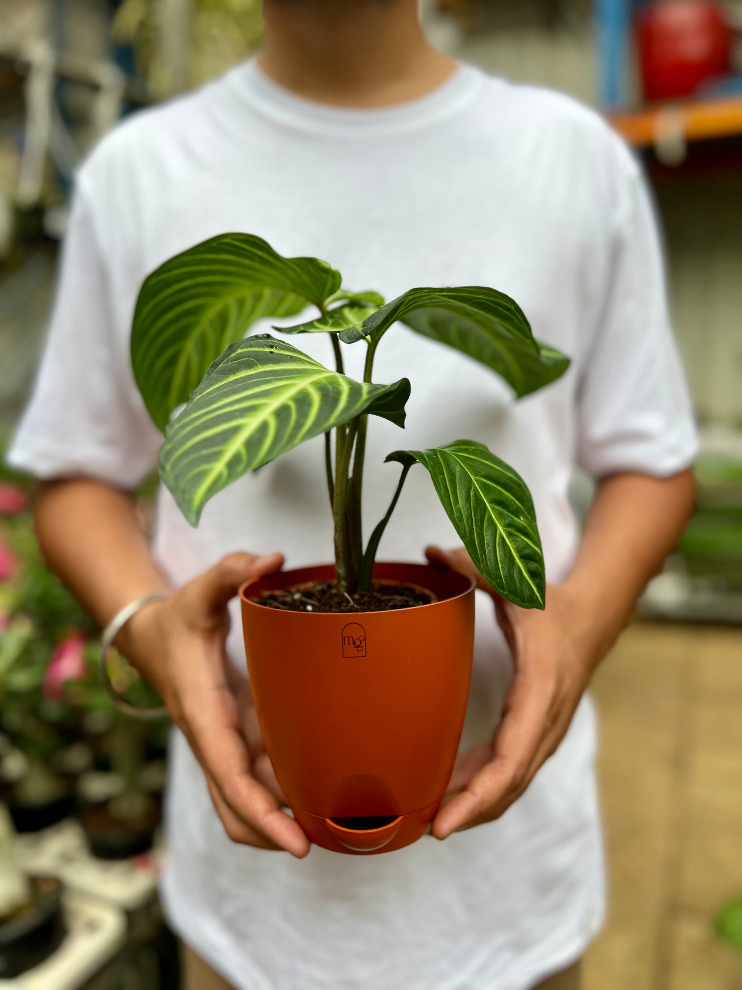 Caladium lindenii