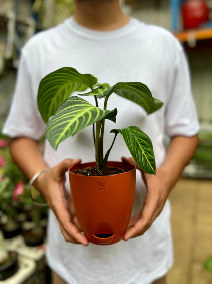 Caladium lindenii
