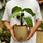 Caladium lindenii
