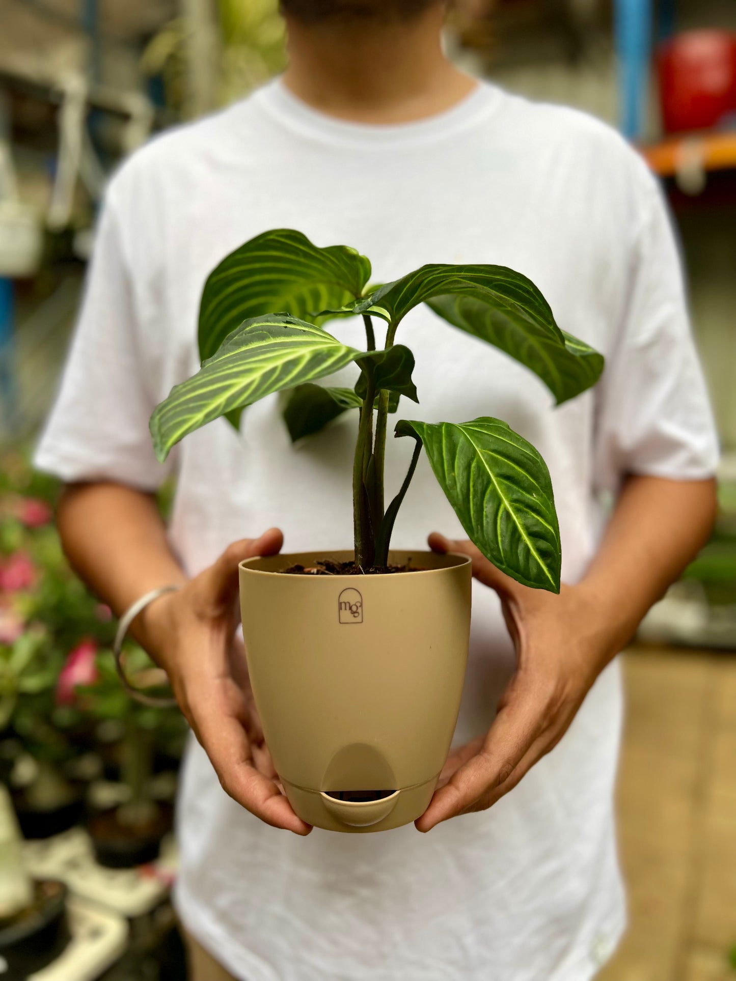 Caladium lindenii