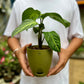 Caladium lindenii