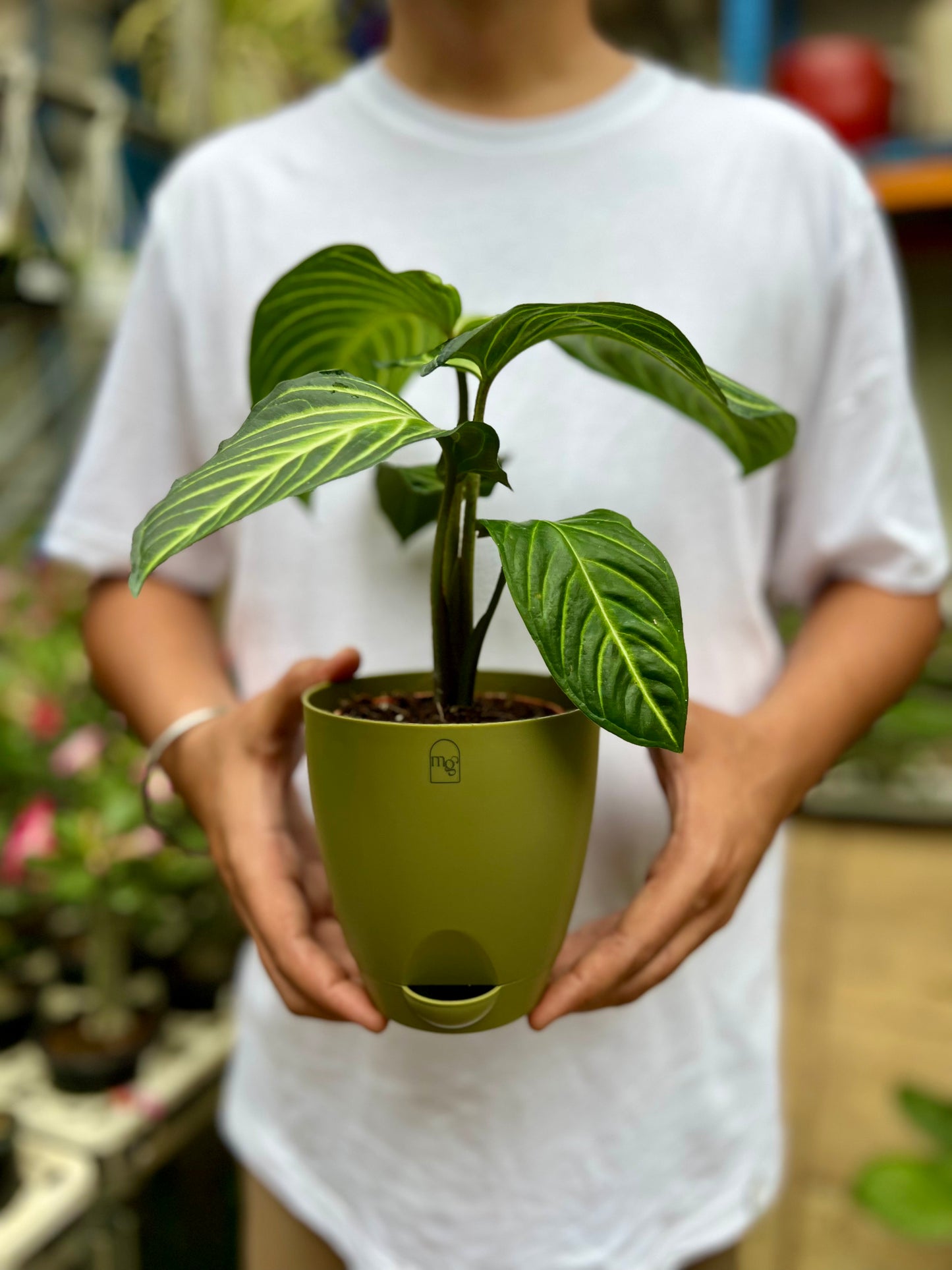 Caladium lindenii