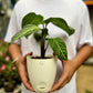 Caladium lindenii