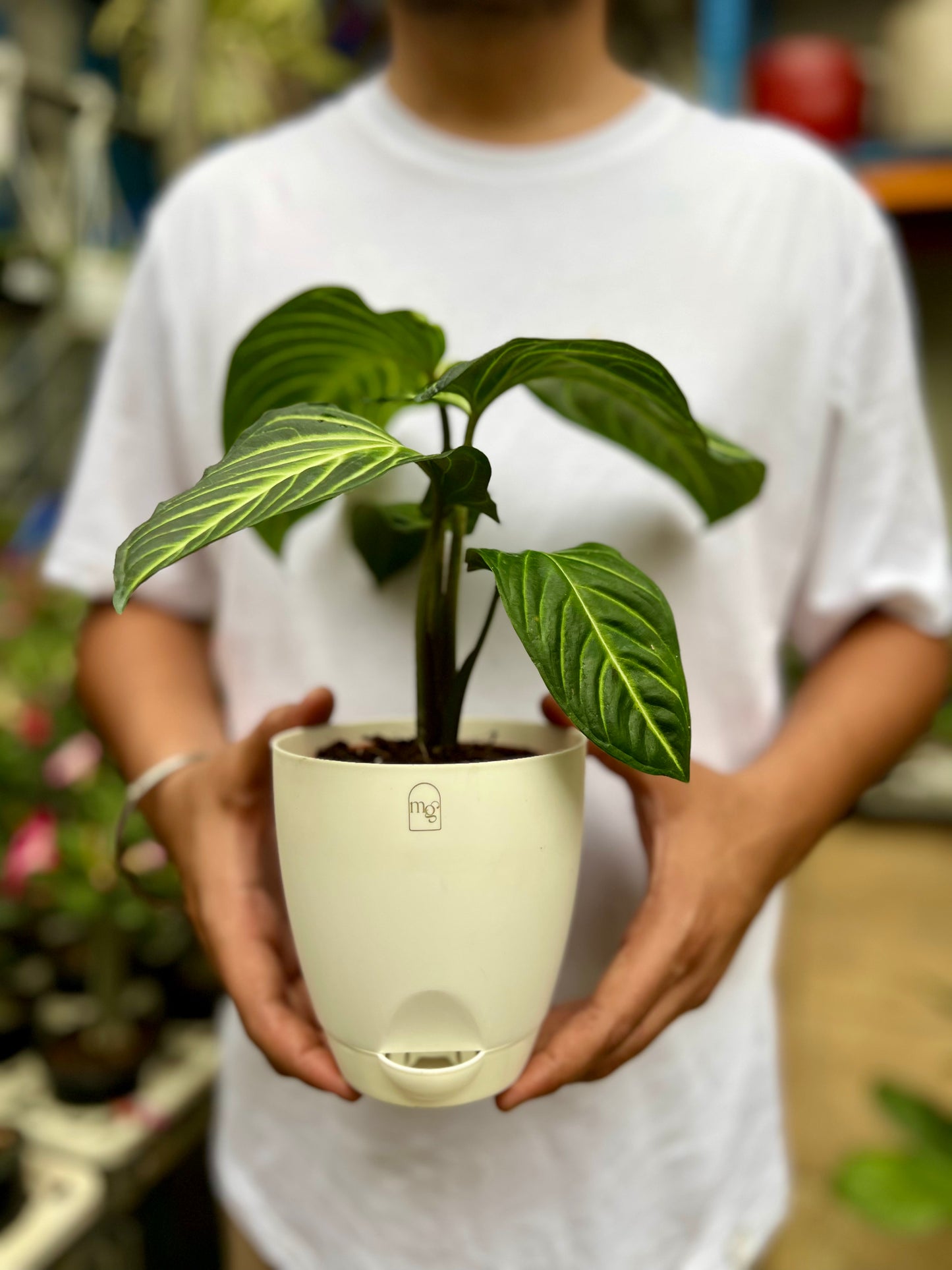 Caladium lindenii