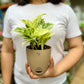 Marble Queen Pothos