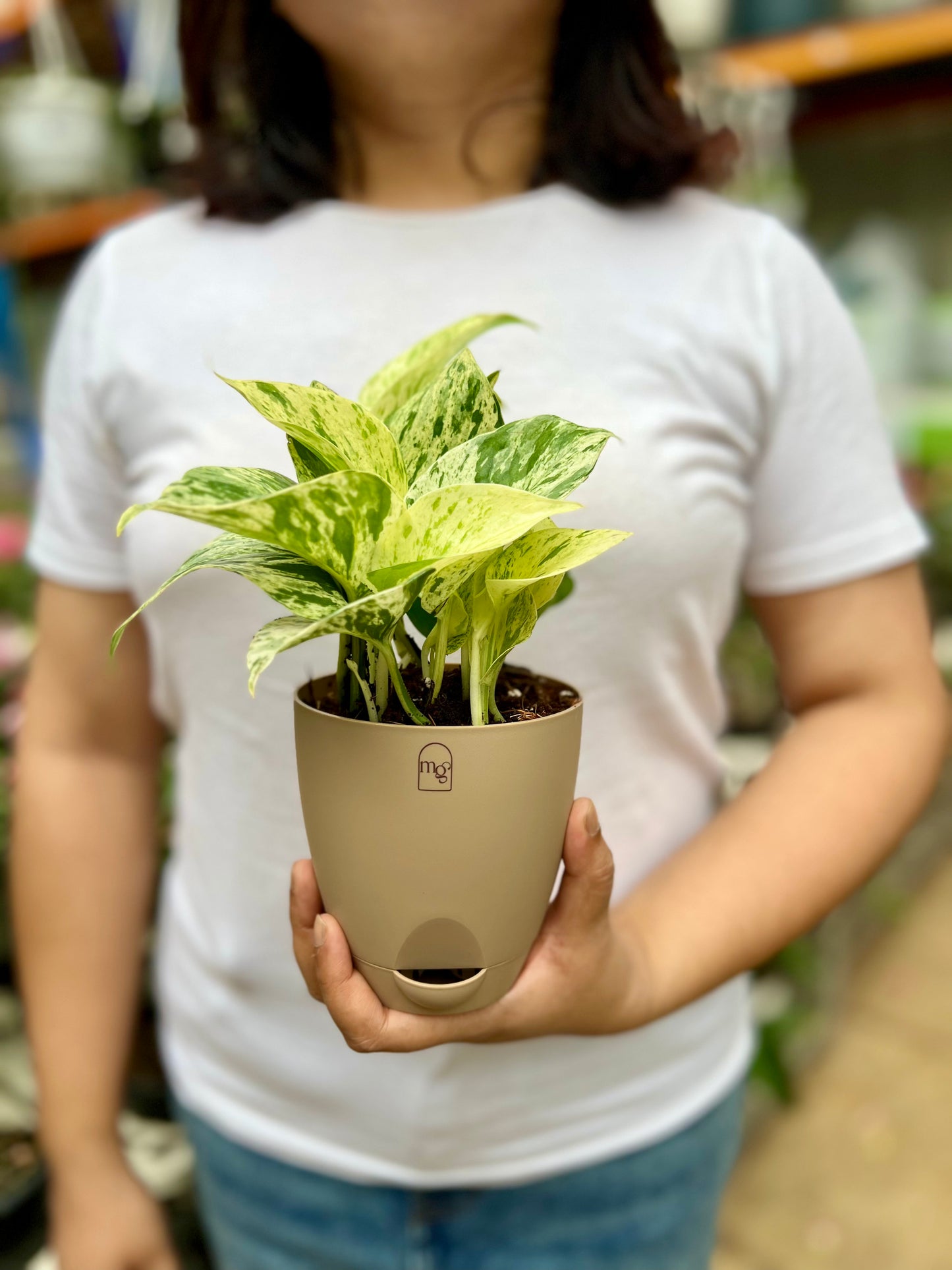 Marble Queen Pothos