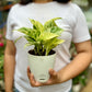 Marble Queen Pothos