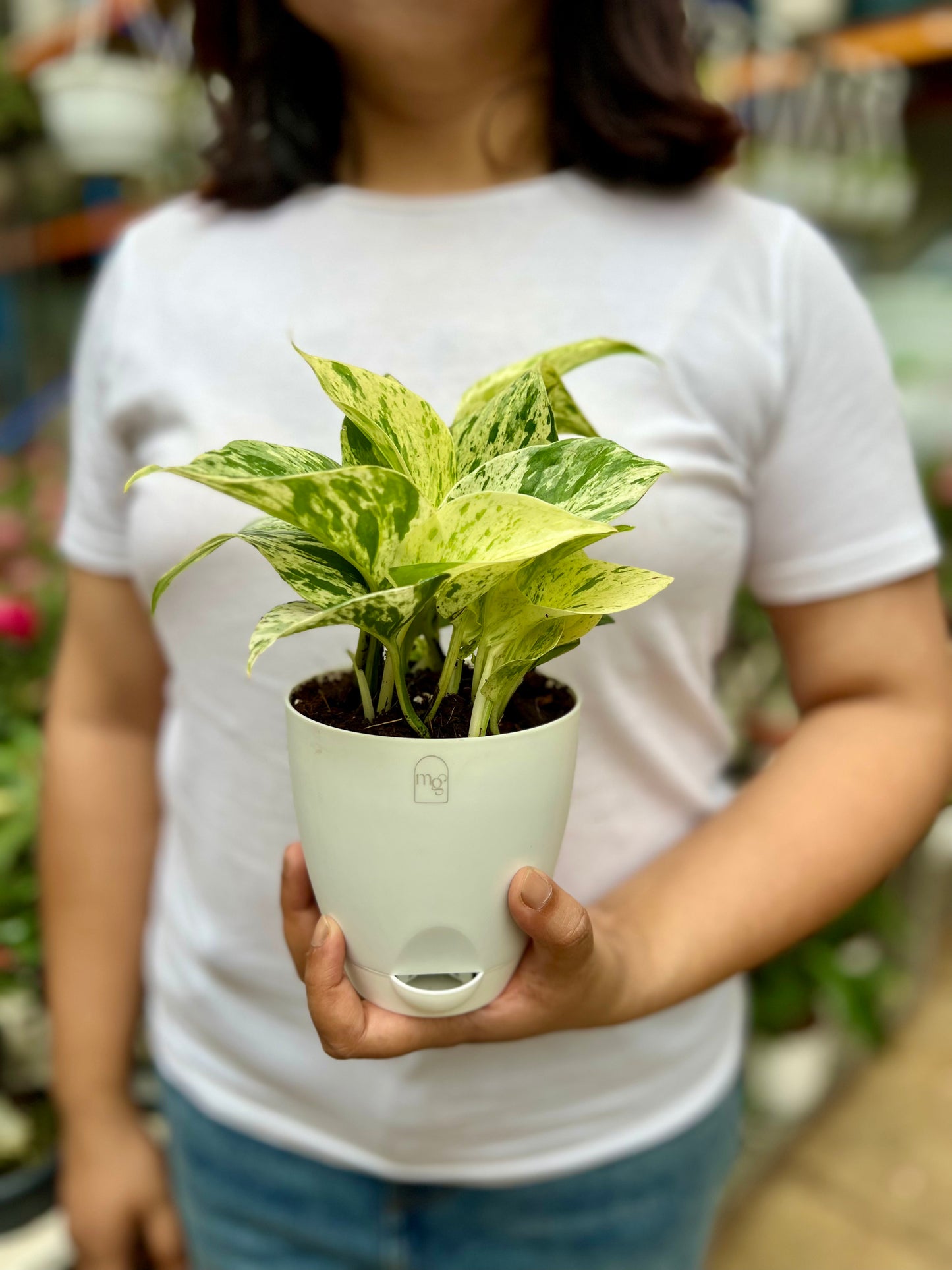 Marble Queen Pothos
