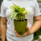 Marble Queen Pothos