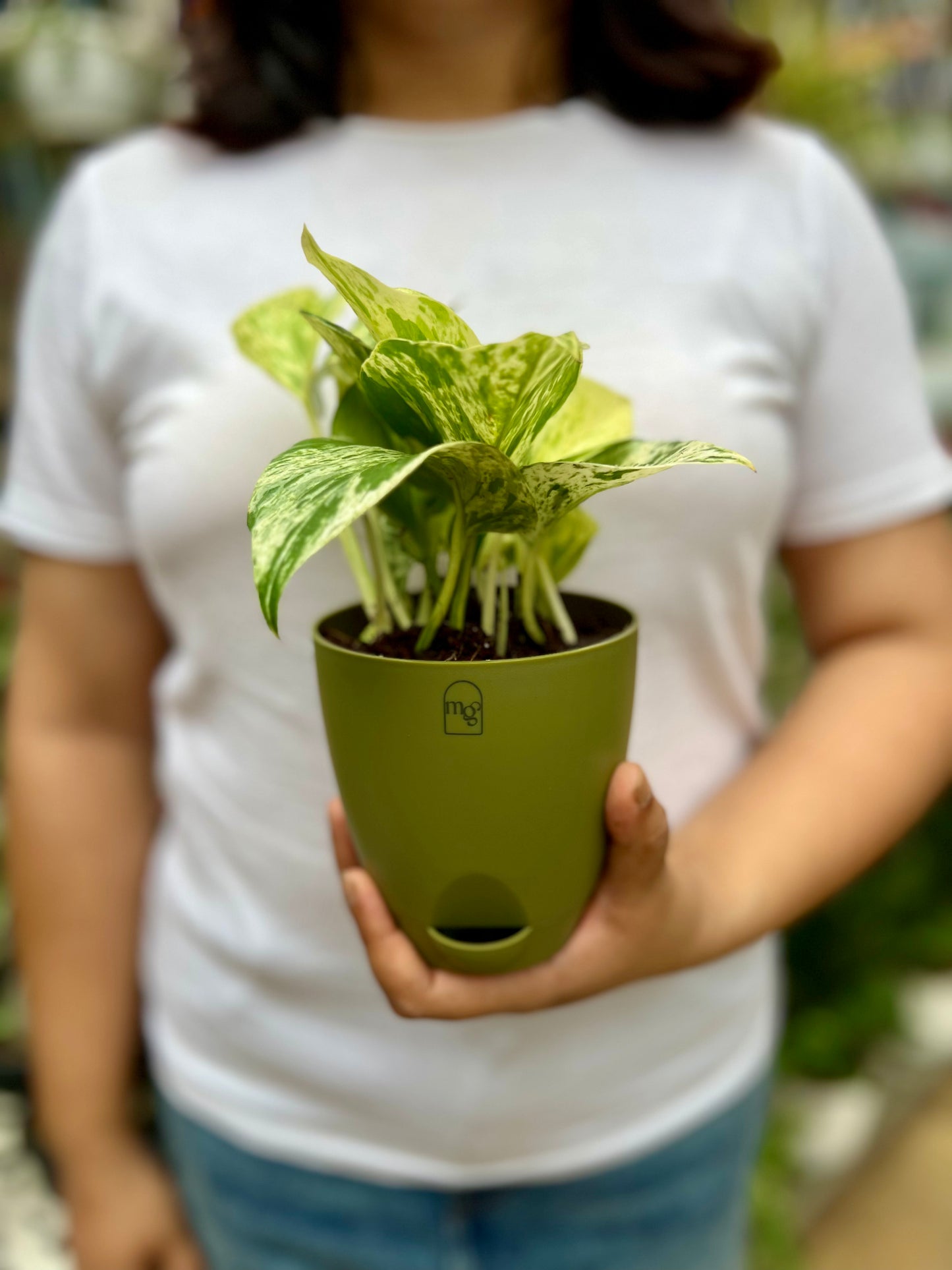 Marble Queen Pothos