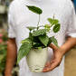 Philodendron Heartleaf