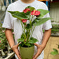 Red Anthurium