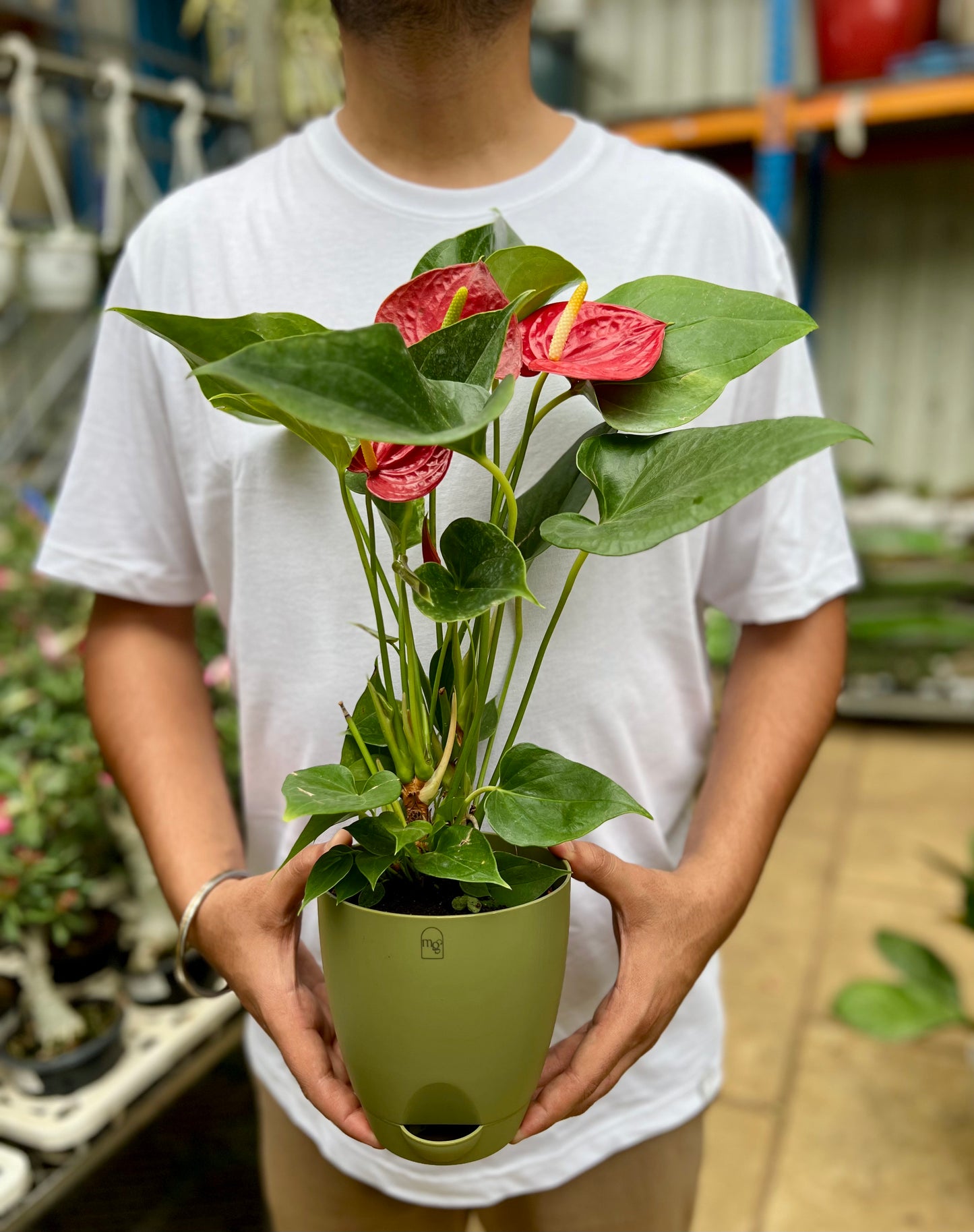 Red Anthurium