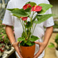 Red Anthurium