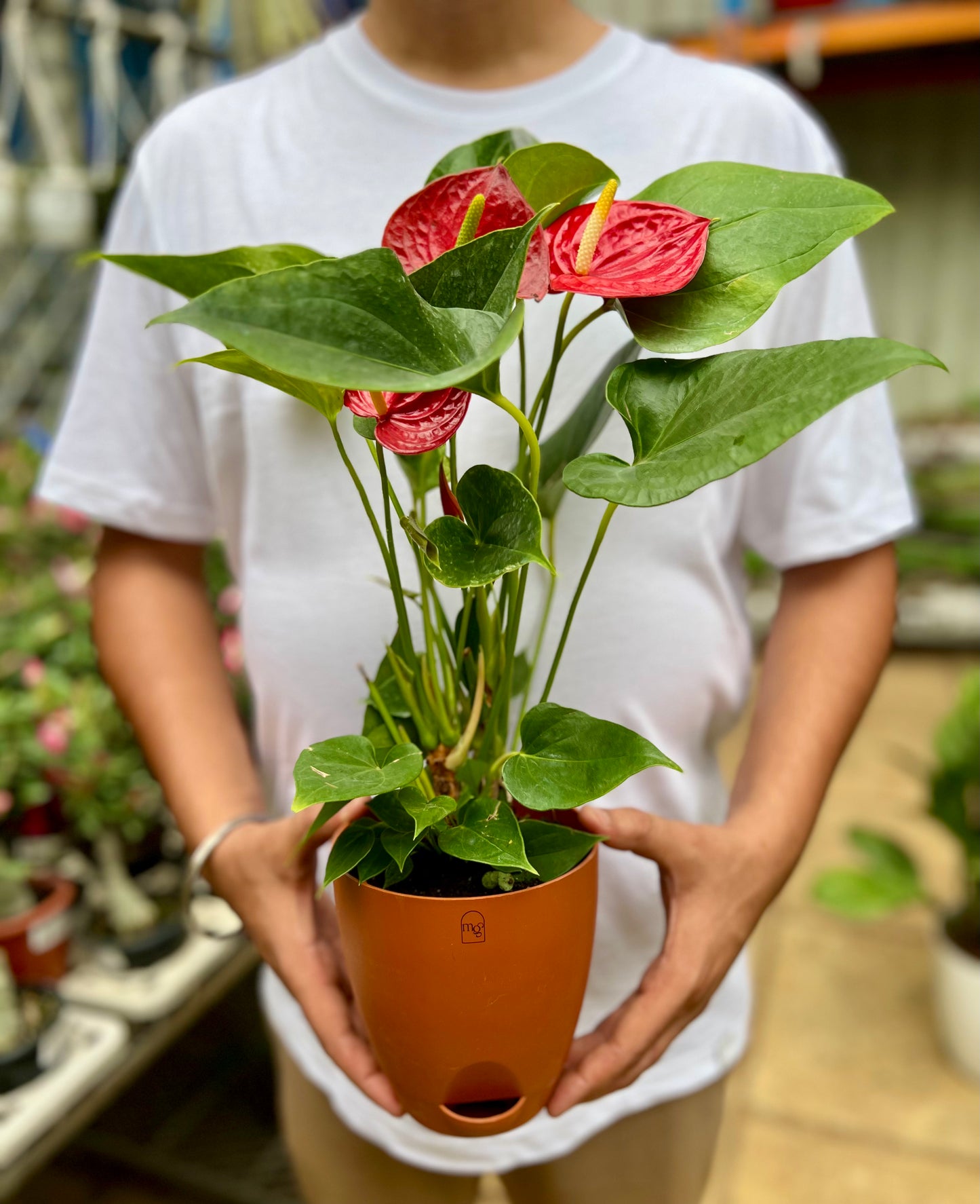 Red Anthurium