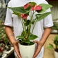 Red Anthurium