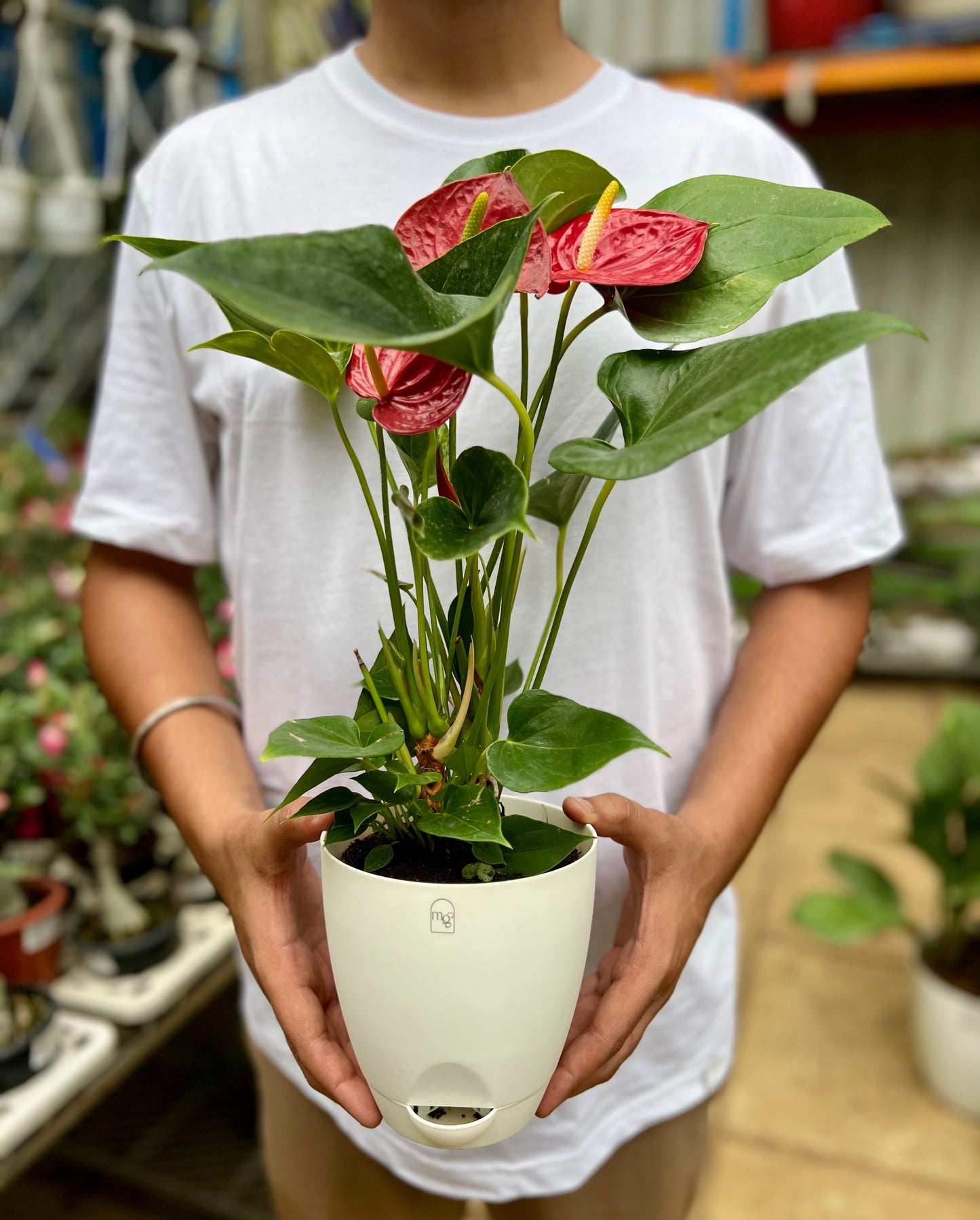 Red Anthurium