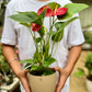 Red Anthurium