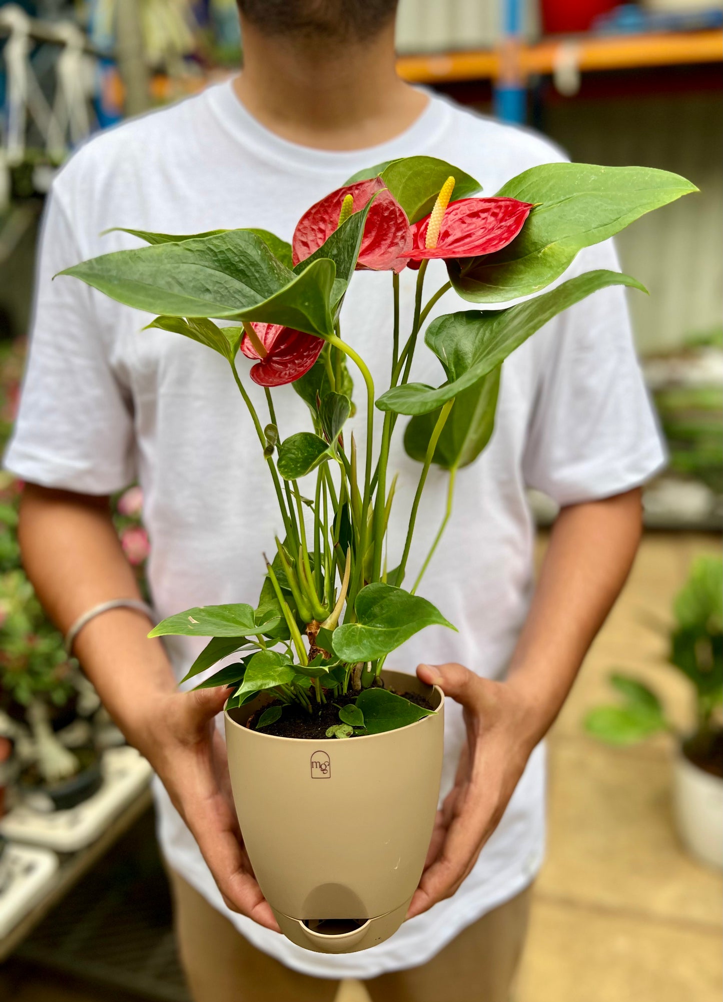 Red Anthurium