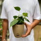 Philodendron Heartleaf