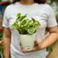 N'joy Pothos